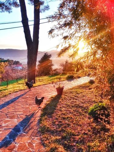 a chicken walking down a brick path with the sun setting at LA GINESTRA B&B in Fosdinovo