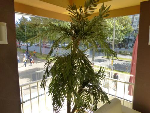 a palm tree in front of a window at Hotel Imperial in Hamburg