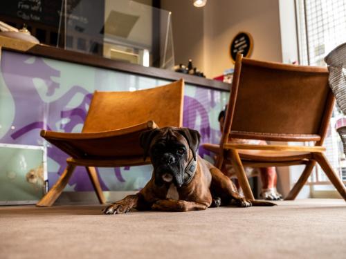 a dog laying on the floor between two chairs at Hotel Villa Carlton - Adults Only in Salzburg