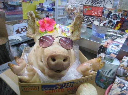 a statue of a pig wearing sunglasses in a box at Yomitan Ocean View Apartment 201 in Yomitan