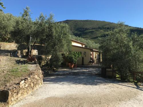 a house with olive trees in front of it at Agriturismo Campo dei Lupi in Vicopisano
