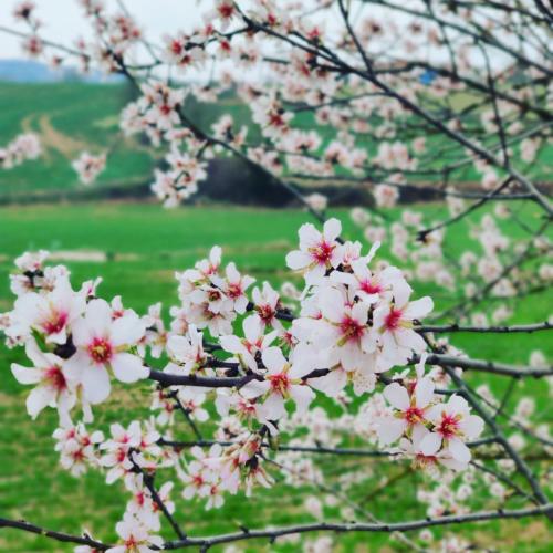 a bunch of white flowers on a tree branch at Casa rural Cal Codina in Prats de Rey