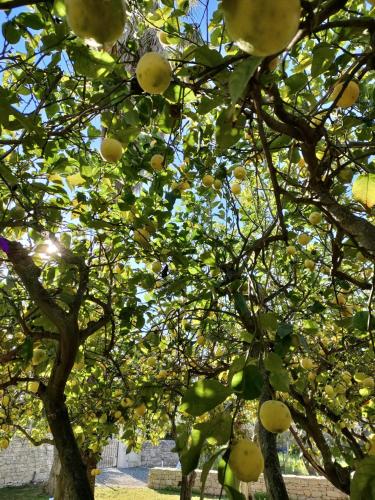 a tree with yellow fruits hanging from it at Cambiocavallo Resort in Zimmardo