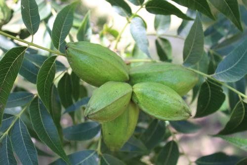 a bunch of green fruit on a tree at At the River Guest House in Kroonstad