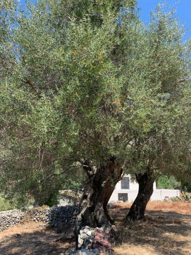 a large olive tree in front of a building at Casa Basgiu, chambres avec balcon in Zilia