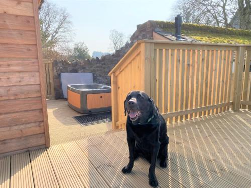 a black dog sitting on a deck next to a fence at Pheasant Lodge with Hot Tub in Forgandenny