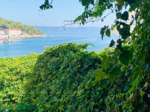 a large green bush next to a body of water at Cozy D&D in Jelsa