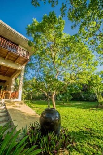 a tree in a large vase in a yard at NIKARA Luxury Beach House in Tissamaharama