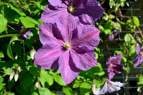 Un jardín fuera de Nooruse Majutus