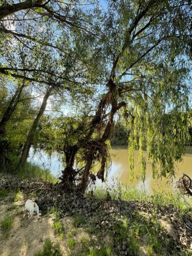 a dog walking next to a river with a tree at At the River Guest House in Kroonstad