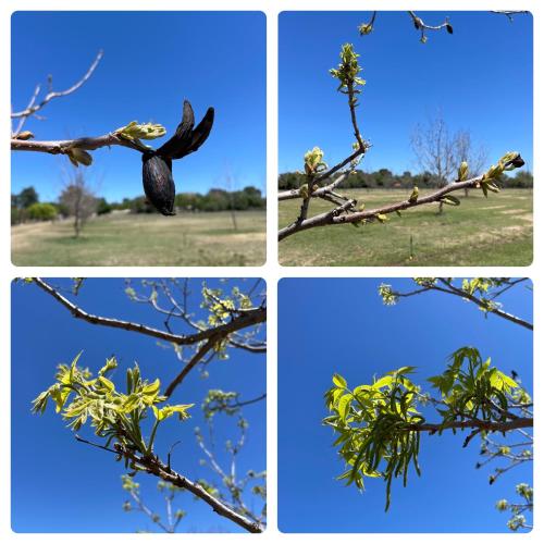 four pictures of a bird sitting on a tree branch at At the River Guest House in Kroonstad