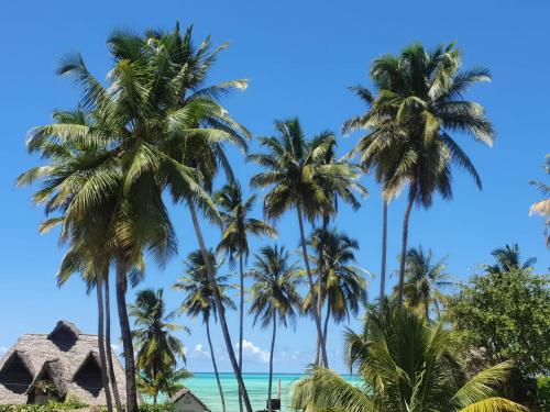 un groupe de palmiers sur la plage dans l'établissement Moyo House, à Jambiani