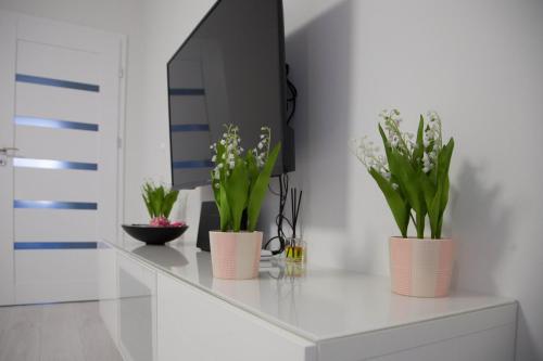 a white shelf with three plants in pink vases at Apartament Wrocław Borowska in Wrocław