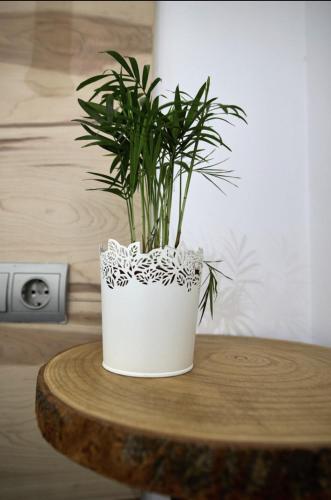 a green plant in a white pot on a table at L'Hortet del iaio in Camarles