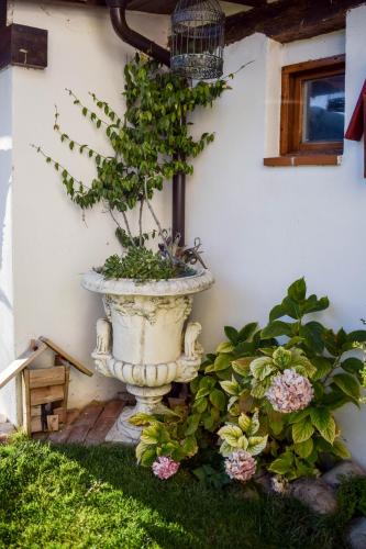 a plant in a pot sitting next to a building at Naquela Castroviejo in Castroviejo