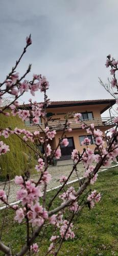 a tree with pink flowers in front of a house at Laguna Verde in Crivina