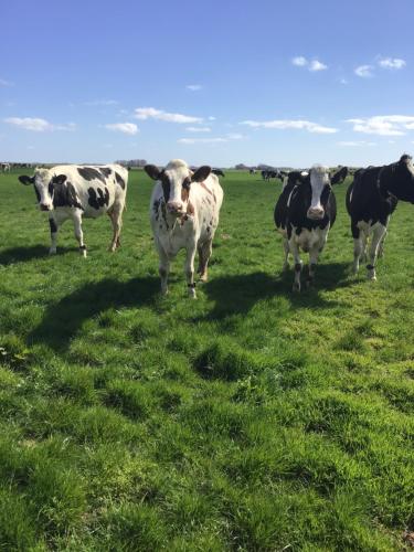 a group of cows standing in a field of grass at Bungalow op bedrijf met melkkoeien in De Cocksdorp