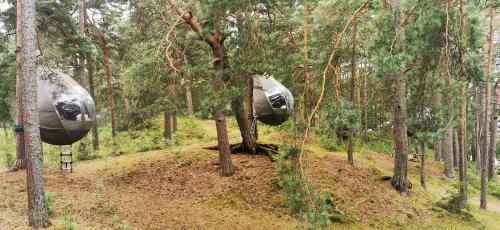 zwei Hängematten, die von Bäumen im Wald hängen in der Unterkunft Feeling cone in Jūrmala
