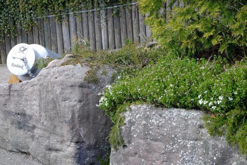 a frisbee sitting on top of a rock at SchwarzWild - Ferienwohnung und Ferienzimmer in Baiersbronn