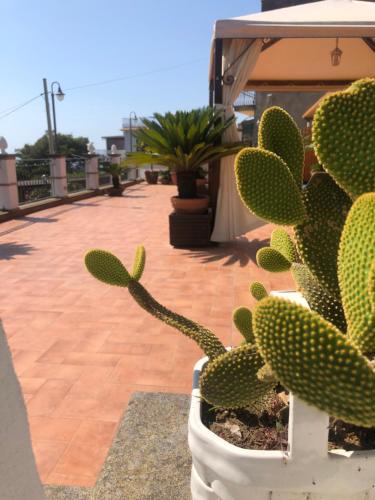 a cactus in a white pot on a patio at Donna Caterì in Termini