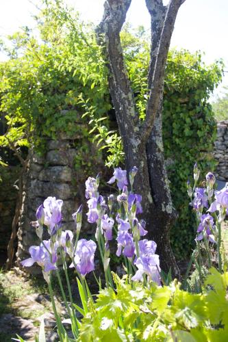 a bunch of purple flowers in front of a tree at Mas de la Beaume in Gordes