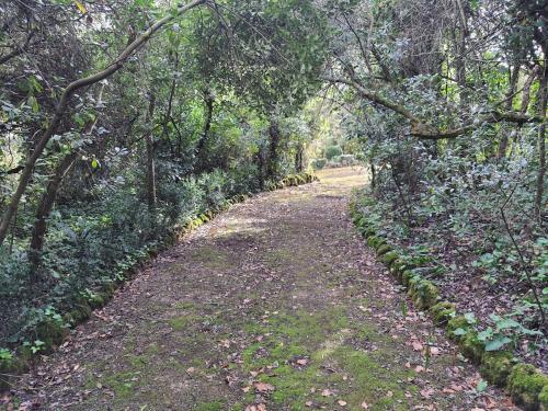 a dirt road in the middle of a forest at Casa D Obidos in Óbidos