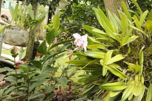 a bunch of green plants and flowers in a garden at Zarabanda Campestre - Moderna Casa Campestre para alojamiento y eventos in Tuluá