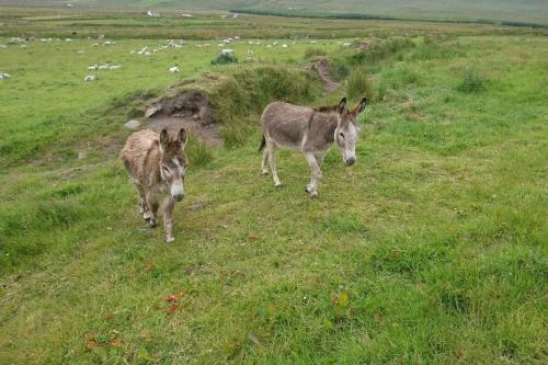 two donkeys walking in a field of grass at Skellig View Harbour View Sunrise Apartment in Portmagee