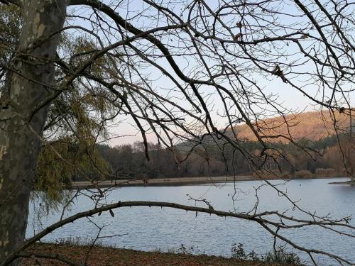 a view of a lake with a tree at SUNSHINE house in Orfű