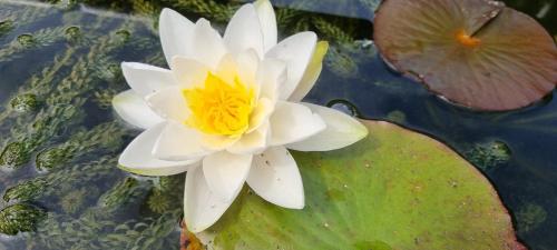 a white water lily with a yellow center in the water at Merrifield House Devon in Kingsbridge