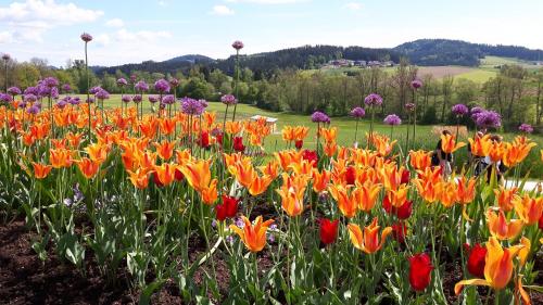 a field of orange and red flowers in a field at Marga`s Ferienwohnung in Lembach im Mühlkreis