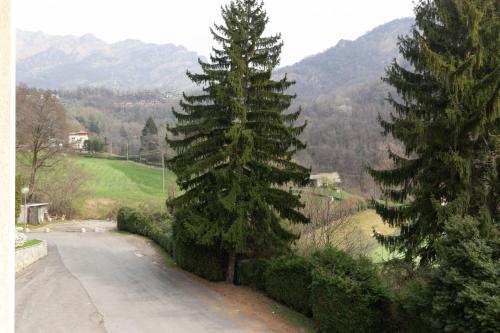 two trees on the side of a road at La Pineta - Le Casette di Osvaldo in Lecco