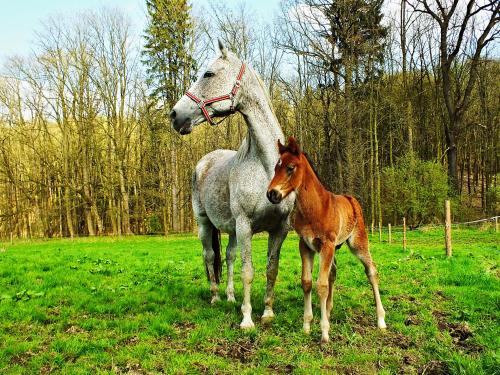 a horse and a baby horse standing in a field at Zámecký Dvůr Černousy in V Poli