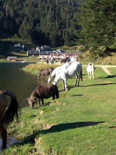 Gambar di galeri bagi Gîte cosy Lac de Payolle di Campan