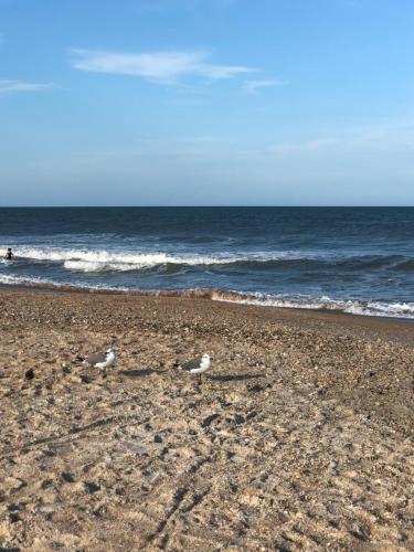 two birds standing on a beach near the ocean at Beach bungalow at Ocean Village in Fort Pierce