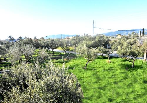 a field of green grass with trees and bushes at Casa Katina , villa in Lagana, Agrilia area in Laganas