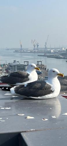 two seagulls sitting on top of a pier at James Clow Bed & Breakfast in Belfast