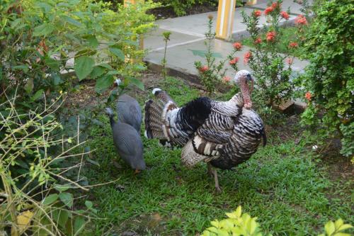 Animales en el hotel o alrededores