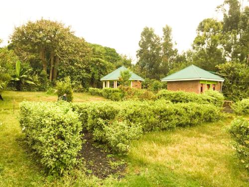 een veld van struiken met een huis op de achtergrond bij Amajambere Iwacu Community Camp in Kisoro