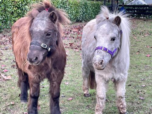 two miniature ponies standing next to each other at Farm Stay MAPLE Cottage at Wilindi Estate in Tyabb