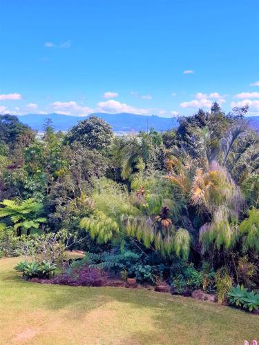 a garden with many different plants and trees at Farrants Hill - Tweed Coast Holidays in Clothiers Creek