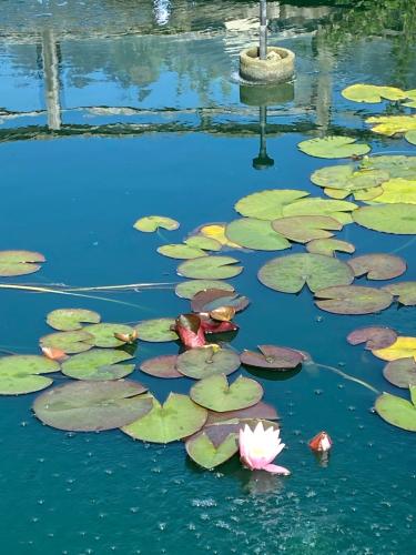 a bunch of lily pads in a pond at The DeerView Lodge in Cardiff