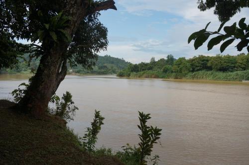 a tree on the side of a river at Borneo Natural Sukau Bilit Resort in Bilit