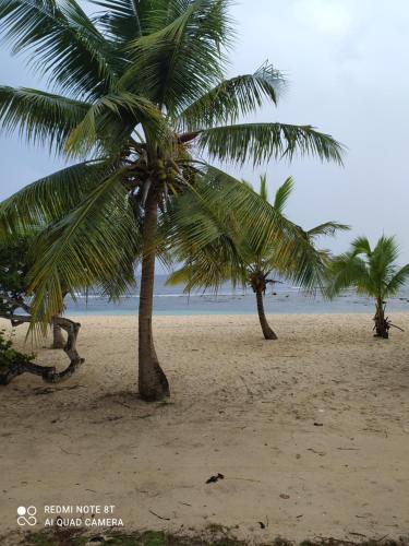 two palm trees on a sandy beach near the ocean at Kaz a Klemence Gite creole avec piscine et table dhotes a Anse Bertrand in Anse-Bertrand