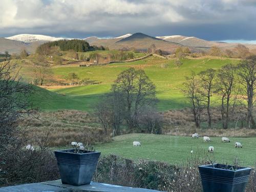 a group of sheep grazing in a green field at High Grassings Country House in Ambleside