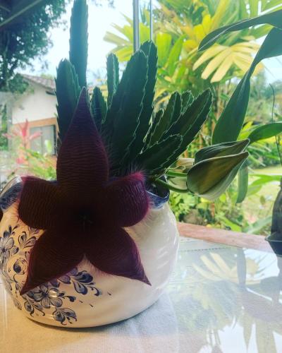 a plant in a vase sitting on a table at Pousada Penedo in Penedo