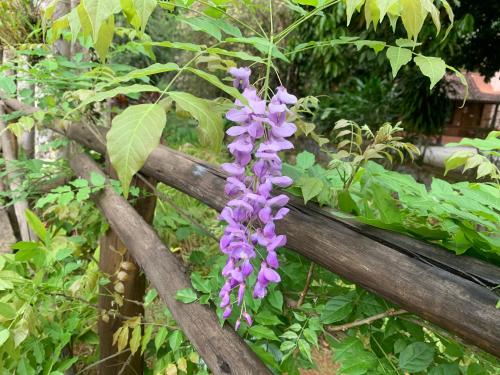 a purple flower is growing on a wooden fence at Pousada Penedo in Penedo