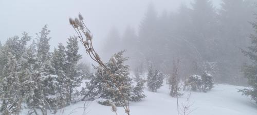 a snow covered forest with snow covered trees at Kraljevi Cardaci 9D 12- Sunny view in Kopaonik