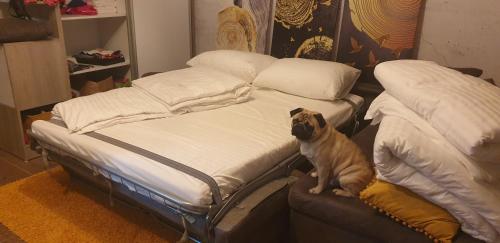 a dog sitting on a bed in a room at Kraljevi Cardaci 9D 12- Sunny view in Kopaonik