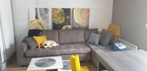a dog laying on a couch in a living room at Kraljevi Cardaci 9D 12- Sunny view in Kopaonik